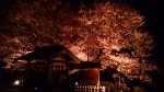 夜桜！